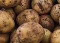 FAS Rejects Potato Union’s Bid for Minimum Retail Purchase Price