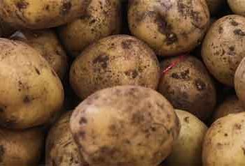 FAS Rejects Potato Union’s Bid for Minimum Retail Purchase Price