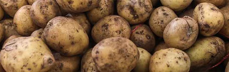 FAS Rejects Potato Union’s Bid for Minimum Retail Purchase Price