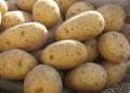  Iran Halts Potato Exports Amid Domestic Price Surge