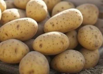  Iran Halts Potato Exports Amid Domestic Price Surge