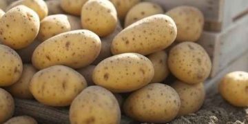  Iran Halts Potato Exports Amid Domestic Price Surge