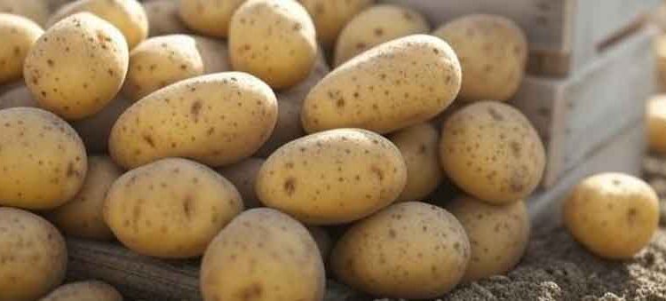  Iran Halts Potato Exports Amid Domestic Price Surge