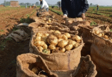 Strategic Expansion: How Aïn Defla is Becoming Algeria’s Potato Powerhouse Through Off-Season Production