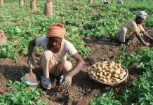 Potato Revolution: How Bihar’s Ambitious Subsidy Scheme is Transforming Potato Farming and Processing