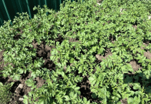 Descifrando la hoja moteada: Tres amenazas pasadas por alto para el rendimiento de su papa