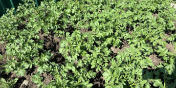 Decoding the Speckled Leaf: Three Overlooked Threats to Your Potato Yield