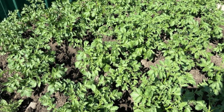 Decoding the Speckled Leaf: Three Overlooked Threats to Your Potato Yield 1 654651621654165416