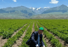 Kyrgyzstan Emerges as a Central Asian Seed Potato Hub: A Strategic Shift Driven by Dutch Partnership