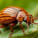 A Blueprint for Eradication: Lessons from the UK’s Successful Campaign Against the Colorado Potato Beetle