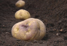 Brecha de bioseguridad: la destrucción radical de semillas en Tasmania pone de relieve la amenaza mundial del PMTV