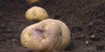 Biosecurity Breach: Tasmania’s Radical Seed Destruction Highlights Global PMTV Threat