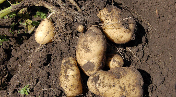 Logistics & Storage: The Hidden Drivers Shaping Ukraine’s 2025 Potato Market