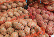 L'ull del comprador: com la selecció de patates per al consumidor afecta directament la rendibilitat de les explotacions agrícoles i els senyals del mercat