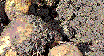 Cracking the Heat Code: New Genetic Blueprint Could Fortify Potato and Tomato Crops