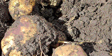 Cracking the Heat Code: New Genetic Blueprint Could Fortify Potato and Tomato Crops