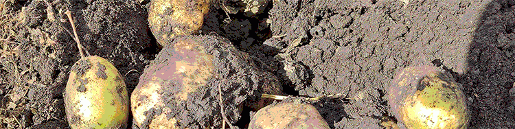 Cracking the Heat Code: New Genetic Blueprint Could Fortify Potato and Tomato Crops