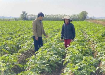Consolidation and Cash Flow: How Multinational Processors Are Reshaping Vietnam’s Winter Crop Landscape Through Contract Potato Production