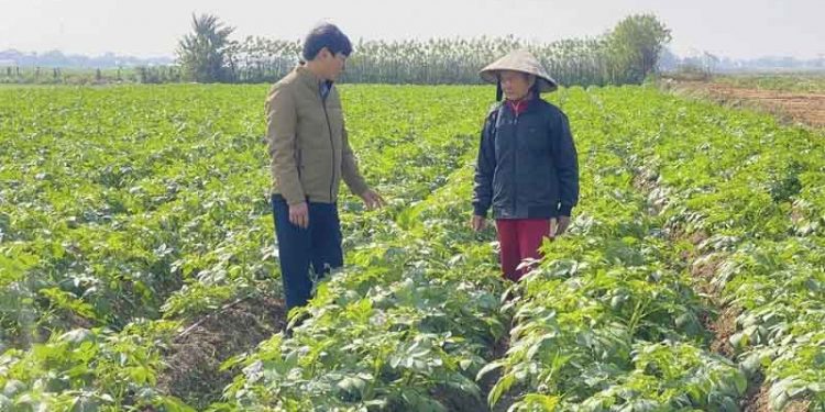 Consolidation and Cash Flow: How Multinational Processors Are Reshaping Vietnam’s Winter Crop Landscape Through Contract Potato Production
