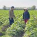 Consolidation and Cash Flow: How Multinational Processors Are Reshaping Vietnam’s Winter Crop Landscape Through Contract Potato Production