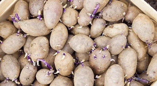 The Seed Potato Blueprint: Science-Backed Strategies for Perfect Planting Stock