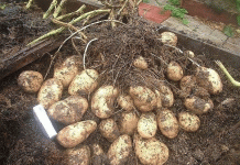 Возвращаясь к методу Балабанова: может ли органическая технология советских времен действительно дать 100 клубней с растения?