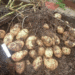Revisiting the Balabanov Method: Can an Organic Soviet-Era Technique Really Yield 100 Tubers per Plant? 2 Revisiting the Balabanov Method: Can an Organic Soviet-Era Technique Really Yield 100 Tubers per Plant?
