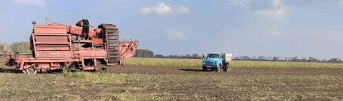 Omsk Farmers Achieve Strong Early Potato Harvest and Boost Wheat Yields: Key Insights for Modern Agriculture