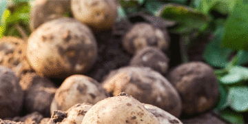Subsidizing Success: Emilia-Romagna Bets €1.2 Million on Certified Seed Potato and Rice