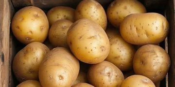 Dagestan to Develop Its Own Potato Varieties by 2027
