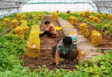 Rewolucja ziemniaczana w Chinach: jak innowacje technologiczne zmieniają rolnictwo bulwiaste