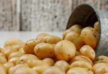 The Science of Spud Storage: Maximizing Potato Shelf-Life Through Post-Harvest Protocols
