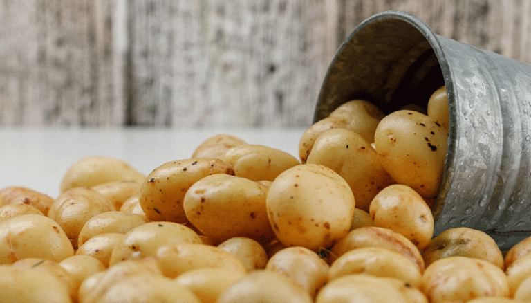 The Science of Spud Storage: Maximizing Potato Shelf-Life Through Post-Harvest Protocols