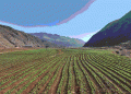 Transforming Idle Winter Fields into Golden Harvests: A Success Story in China’s Yunnan Province