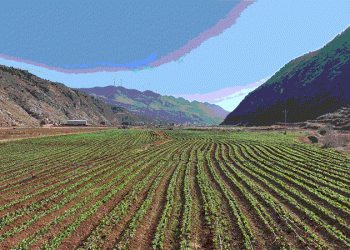 Transforming Idle Winter Fields into Golden Harvests: A Success Story in China’s Yunnan Province
