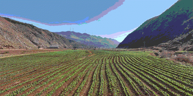 Transforming Idle Winter Fields into Golden Harvests: A Success Story in China’s Yunnan Province