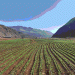 Transforming Idle Winter Fields into Golden Harvests: A Success Story in China’s Yunnan Province