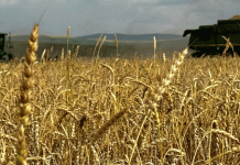 การเก็บเกี่ยวที่ครัสโนยาสค์กำลังเติบโตอย่างรวดเร็ว แต่สภาพอากาศส่งผลต่อคุณภาพเมล็ดพืช