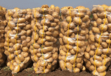 Beyond the Bumper Crop: How a Russian Farm’s Record Yield is Reshaping Local Markets and Methods