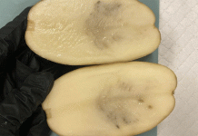 Tasmania admite la derrota ante el virus de la papa y cambia la estrategia a la gerencia