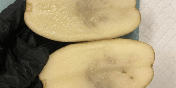 Tasmania Concedes Defeat to Potato Mop-Top Virus, Shifts Strategy to Management