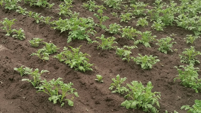 Refacere și restaurare: un ghid științific pentru recuperarea solului după cultivarea cartofului 33 Refacere și restaurare: un ghid științific pentru recuperarea solului după cultivarea cartofului