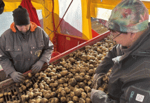 ความยืดหยุ่นในการเผชิญกับความยากลำบาก: การเก็บเกี่ยวมันฝรั่งของเอสโตเนียตอนกลางท้าทายกับความท้าทายด้านสภาพอากาศ