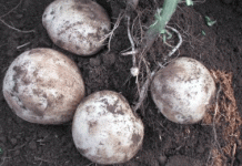 Przełom w samowystarczalności ziemniaków: jak hydroponiczna produkcja sadzeniaków ziemniaka zmienia lokalne rolnictwo