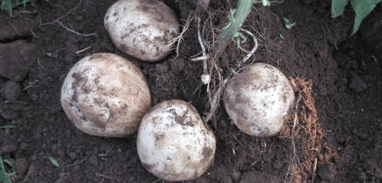 Potato Self-Sufficiency Breakthrough: How Hydroponic Seed Potato Production is Transforming Local Agriculture