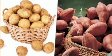 Potatoes and Sweet Potatoes: Transforming from Survival Crops to Nutrient-Rich Powerhouses