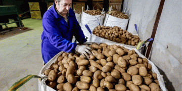 Decline in Potato Farming in Burgos: Challenges, Costs, and Uncertain Future