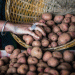 From Field to Factory: How Potato Powder Can Double Farmer Income in India
