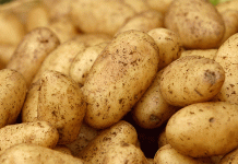 Collita excepcional, mercat complex: navegant per la volatilitat dels preus i la segmentació de la qualitat en el sector belga de la patata