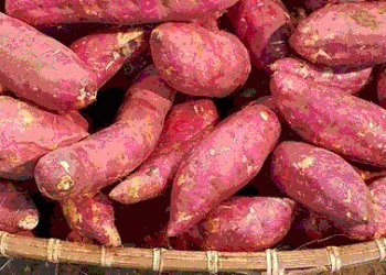 The Sakai Model for High-Value Specialty Crop Transition and Rural Revitalization